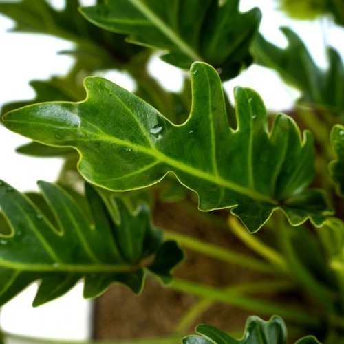 PHILODENDRON XANADU