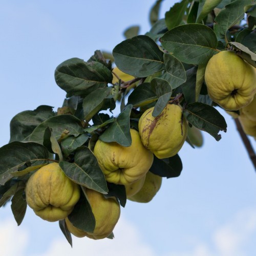 CYDONIA OBLONGA (COGNASSIER)