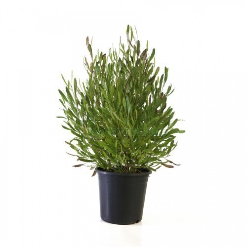 DODONAEA VISCOSA PURPUREA