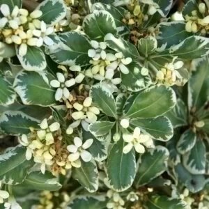 PITTOSPORUM TOBIRA VARIEGATUM