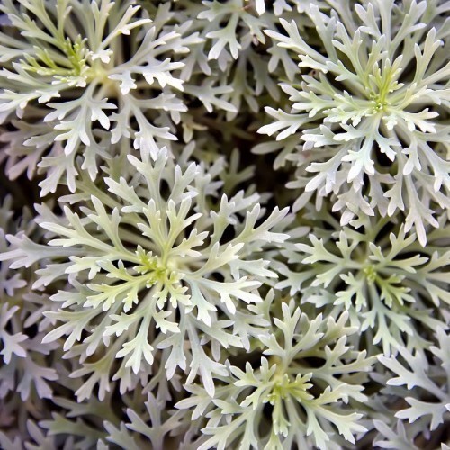 ARTEMESIA ABSINTHIUM