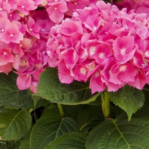 HORTENSIA