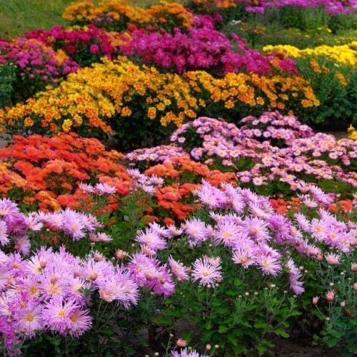 CHRYSANTHEME
