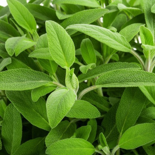SALVIA OFFICINALIS