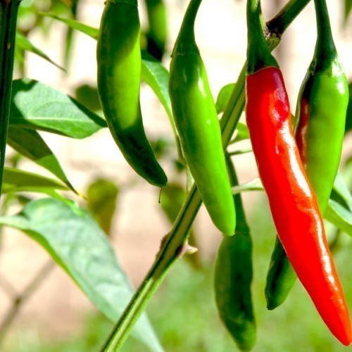 PIMENT