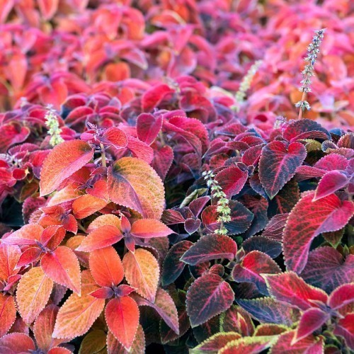 COLEUS