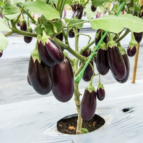 AUBERGINE