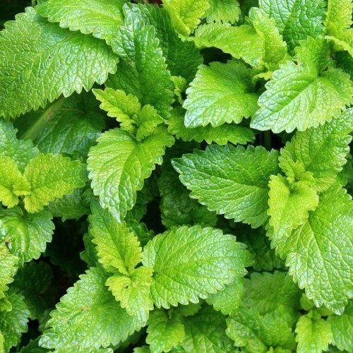 MELISSA OFFICINALIS