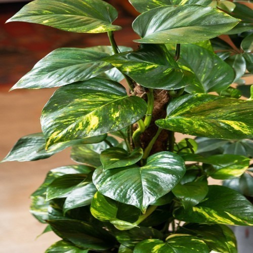 Variant 2