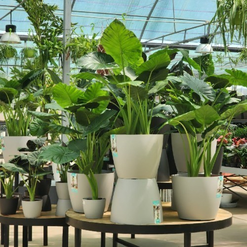 ALOCASIA MACRORRHIZA
