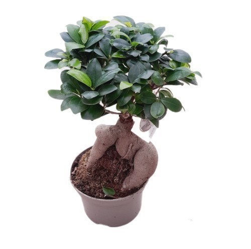 FICUS MICROCARPA (BONSAI)