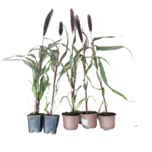 PENNISETUM MACROURUM