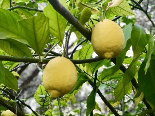 CITRUS LIMON (CITRONNIER BELDI)