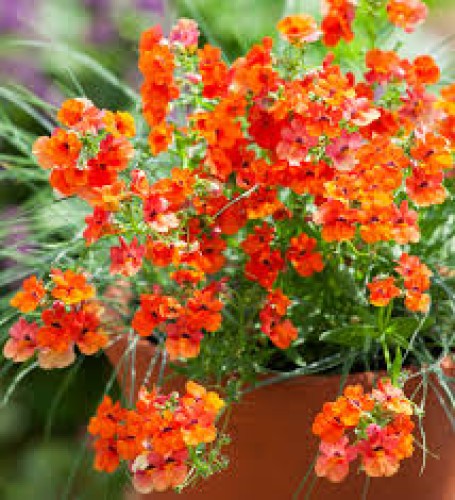 NEMESIA
