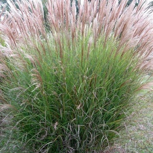 MISCANTHUS SINENSIS