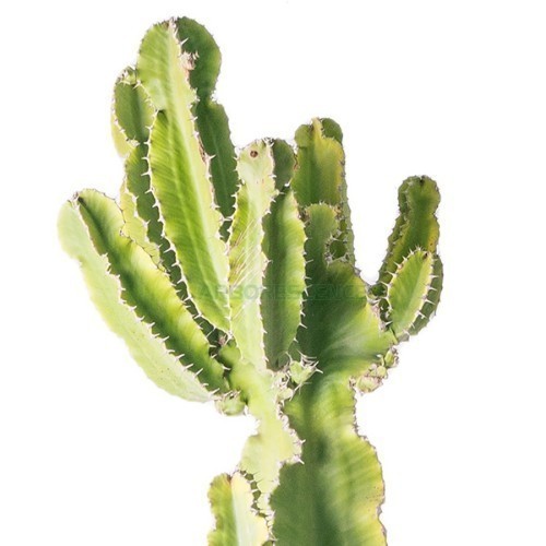 Variant 2