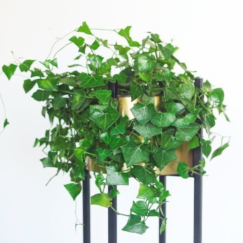 HEDERA HELIX