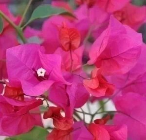 BOUGAINVILLEA