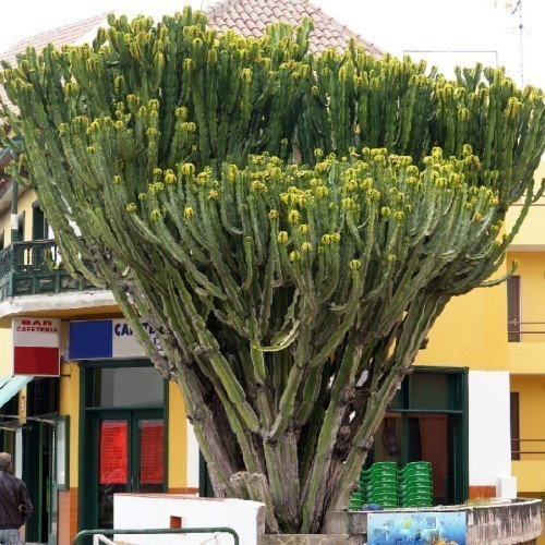EUPHORBIA CANARIENSIS