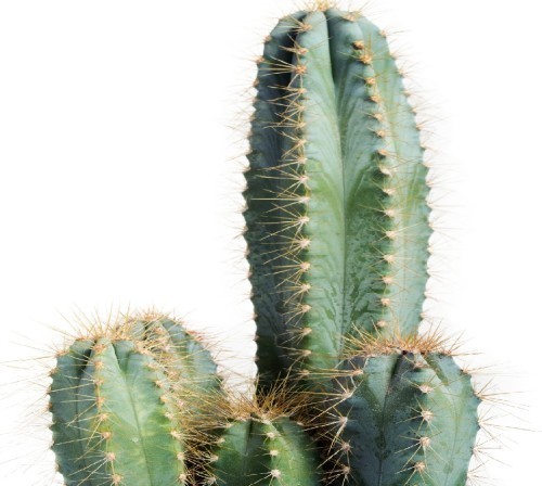 Variant 3