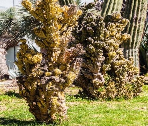 CEREUS MONSTROCEUS