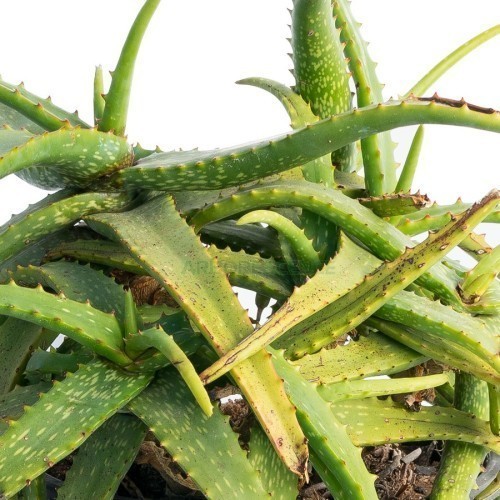 ALOE MACULATA