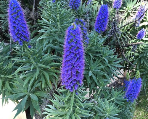 ECHIUM FASTUOSUM