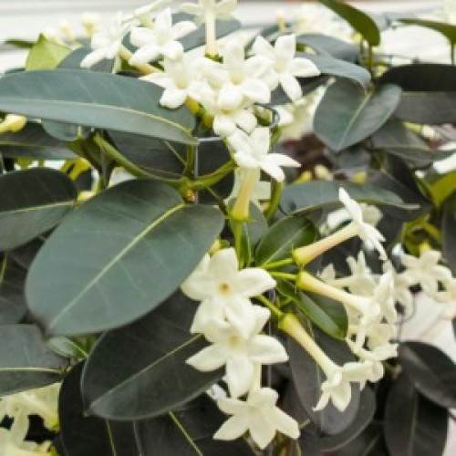 STEPHANOTIS FLORIBUNDA