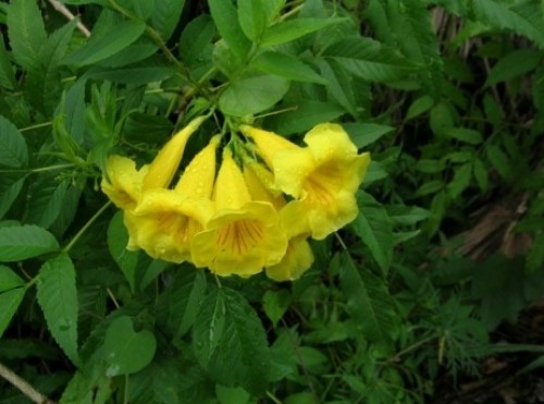 TECOMA STANS