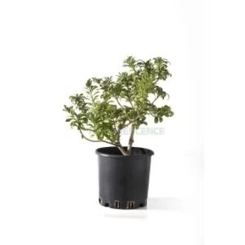 PITTOSPORUM TENUIFOLIUM