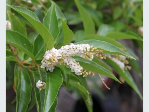 CITHAREXYLUM QUADRANGULARE