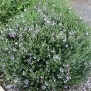 WESTRINGIA EREMICOLA