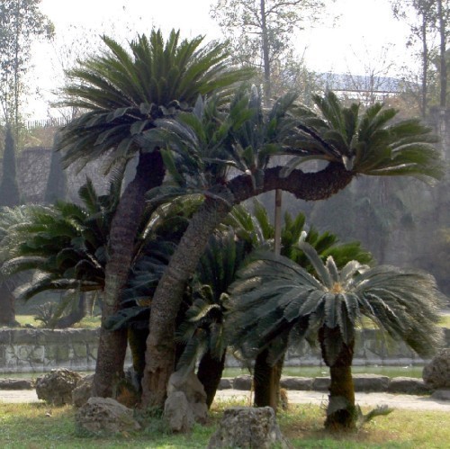 CYCAS REVOLUTA (CYCAS DU JAPON) (TOUFFE)