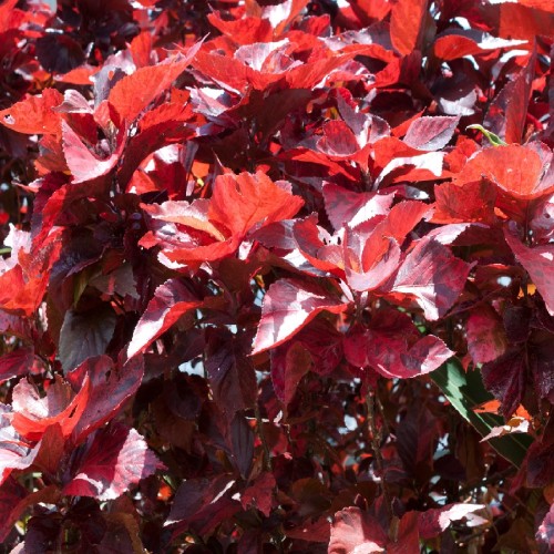 ACALYPHA MOSAICA