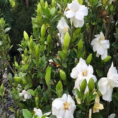 GARDENIA