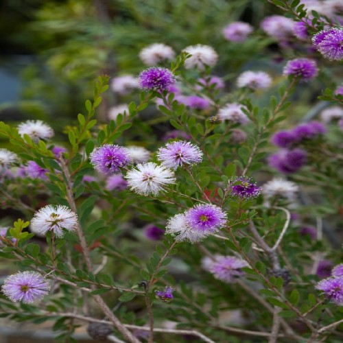 MELALEUCA NESOPHILA