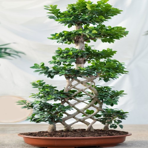 Variant 13
