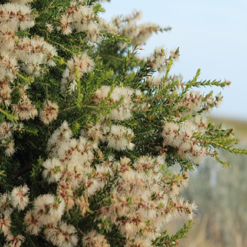 MELALEUCA ARMILLARIS