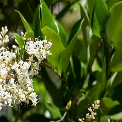 LIGUSTRUM