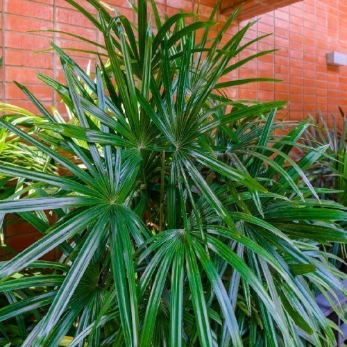 RHAPIS EXCELSA (PALMIER CHINOIS)