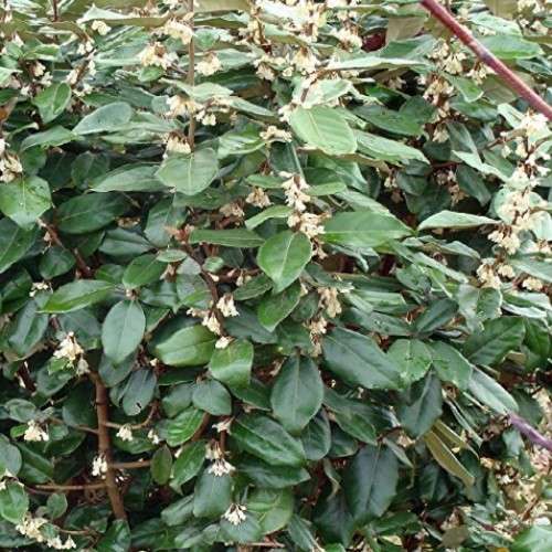 ELEAGNUS EBBINGEI
