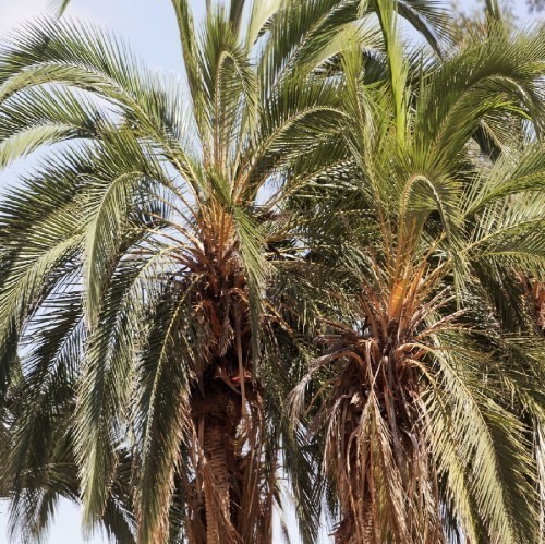 PHOENIX RECLINATA (DATTIER DU SENEGAL)