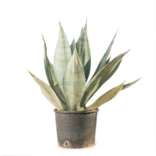 AGAVE CRASSISPINA