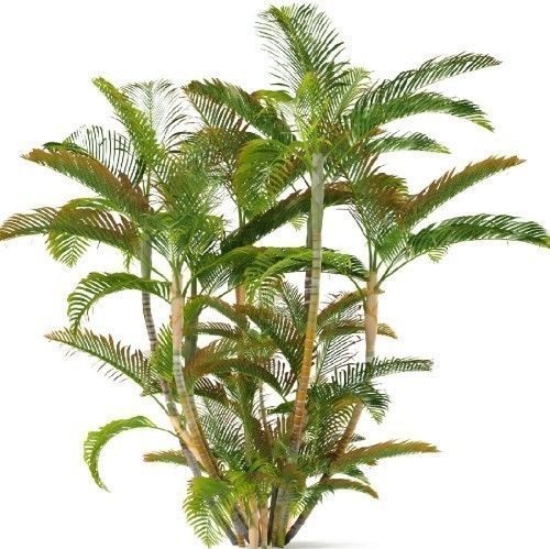 DYPSIS LUTESCENS (ARECA)