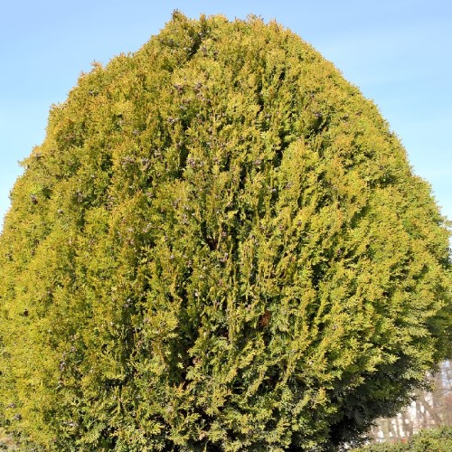 Variant 3