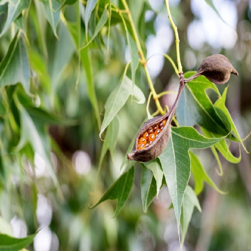 BRACHYCHITON POPULNEUS
