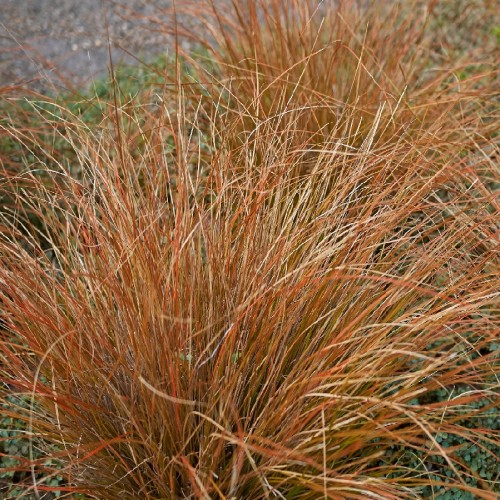 CAREX BUCHANANII (ROUGE) (LAICHE DU BUCHANAN)