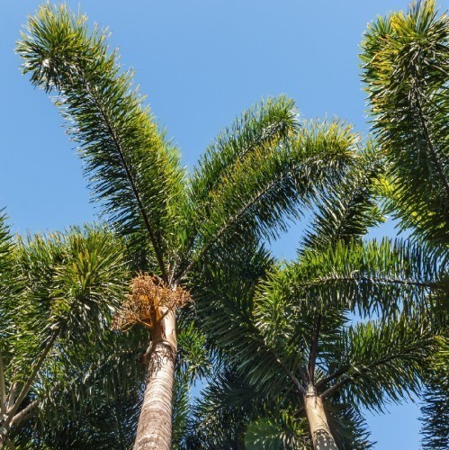 WODYETIA BIFURCATA (PALMIER QUEUE DE RENARD)