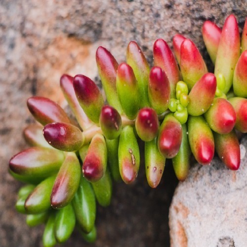 SEDUM RUBROTINCTUM