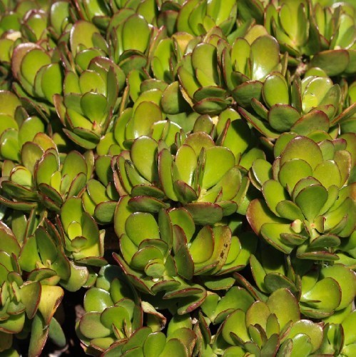 Variant 3